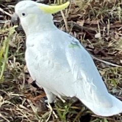 Cacatua galerita at Banksia Street Wetland Corridor - 30 Jun 2024