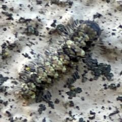 Lithosiini (Tribe, larva) at City Renewal Authority Area - 29 Jun 2024 by Hejor1
