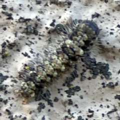 Lithosiini (IMMATURE) (A Footman or Lichen moth (Lithosiini)) at City Renewal Authority Area - 29 Jun 2024 by Hejor1