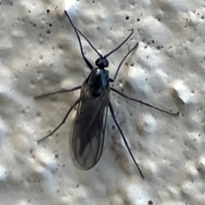 Sciaridae sp. (family) (Black fungus gnat) at City Renewal Authority Area - 29 Jun 2024 by Hejor1