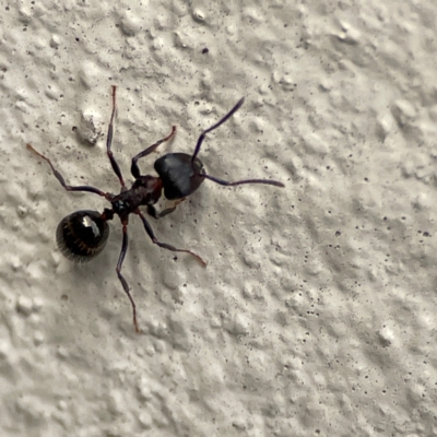 Notoncus sp. (genus) (A Notoncus ant) at City Renewal Authority Area - 29 Jun 2024 by Hejor1