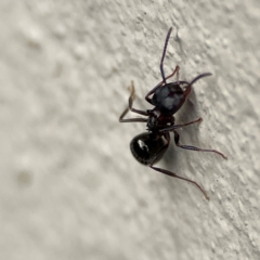 Notoncus sp. (genus) at City Renewal Authority Area - 29 Jun 2024 02:43 PM