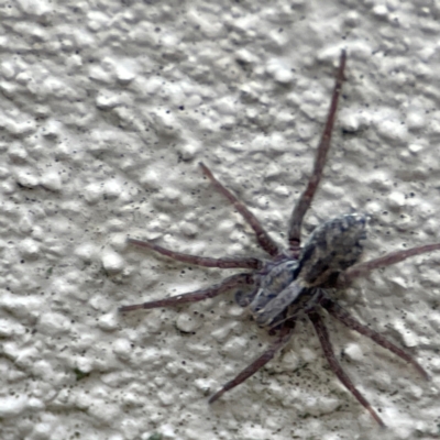 Mituliodon tarantulinus at Braddon, ACT - 29 Jun 2024 by Hejor1