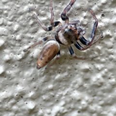 Opisthoncus grassator (Jumping spider) at City Renewal Authority Area - 29 Jun 2024 by Hejor1