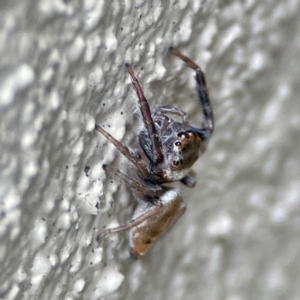 Opisthoncus grassator at City Renewal Authority Area - 29 Jun 2024 02:45 PM