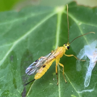 Xanthopimpla sp. (genus) (A yellow Ichneumon wasp) at City Renewal Authority Area - 29 Jun 2024 by Hejor1