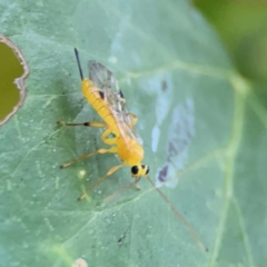 Xanthopimpla sp. (genus) at City Renewal Authority Area - 29 Jun 2024