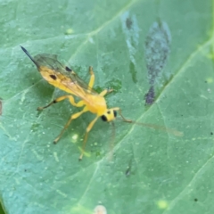 Xanthopimpla sp. (genus) at City Renewal Authority Area - 29 Jun 2024