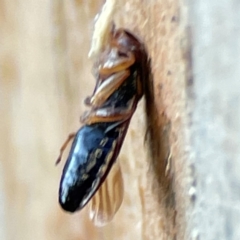 Coleoptera (order) at Banksia Street Wetland Corridor - 30 Jun 2024 by Hejor1