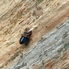 Hemiptera (order) at Banksia Street Wetland Corridor - 30 Jun 2024