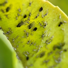 Aphididae (family) (Unidentified aphid) at City Renewal Authority Area - 29 Jun 2024 by Hejor1