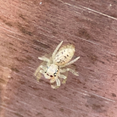 Opisthoncus sp. (genus) (Unidentified Opisthoncus jumping spider) at Casey, ACT - 29 Jun 2024 by Hejor1