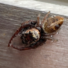 Opisthoncus sp. (genus) (Unidentified Opisthoncus jumping spider) at Casey, ACT - 29 Jun 2024 by Hejor1