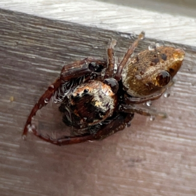 Opisthoncus sp. (genus) (Unidentified Opisthoncus jumping spider) at Casey, ACT - 29 Jun 2024 by Hejor1