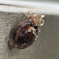 Opisthoncus sp. (genus) at Casey, ACT - 30 Jun 2024 09:25 AM