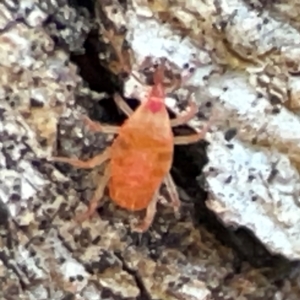 Bdellidae sp. (family) at Banksia Street Wetland Corridor - 30 Jun 2024 03:56 PM