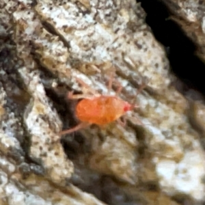 Bdellidae sp. (family) at Banksia Street Wetland Corridor - 30 Jun 2024 03:56 PM