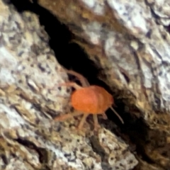 Bdellidae sp. (family) at Banksia Street Wetland Corridor - 30 Jun 2024