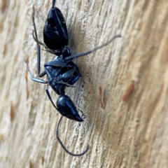 Camponotus sp. (genus) (A sugar ant) at Banksia Street Wetland Corridor - 30 Jun 2024 by Hejor1