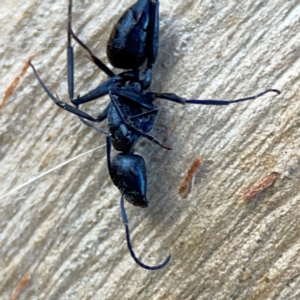 Camponotus sp. (genus) at Banksia Street Wetland Corridor - 30 Jun 2024