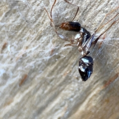 Camponotus sp. (genus) (A sugar ant) at Banksia Street Wetland Corridor - 30 Jun 2024 by Hejor1