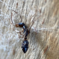 Camponotus sp. (genus) at Banksia Street Wetland Corridor - 30 Jun 2024