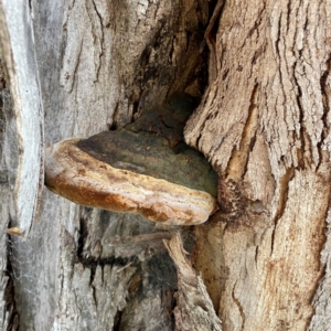 Phellinus sp. (non-resupinate) at Banksia Street Wetland Corridor - 30 Jun 2024