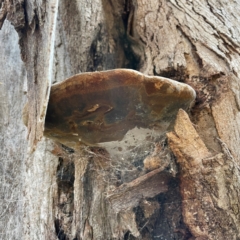 Phellinus sp. (non-resupinate) at Banksia Street Wetland Corridor - 30 Jun 2024