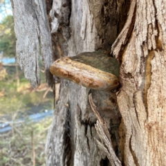 Phellinus sp. (non-resupinate) at Banksia Street Wetland Corridor - 30 Jun 2024