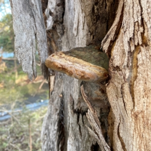 Phellinus sp. (non-resupinate) at Banksia Street Wetland Corridor - 30 Jun 2024