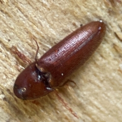 Elateridae (family) (Unidentified click beetle) at Banksia Street Wetland Corridor - 30 Jun 2024 by Hejor1