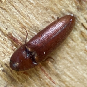 Elateridae sp. (family) at Banksia Street Wetland Corridor - 30 Jun 2024