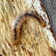 Coleoptera (order) immature at Banksia Street Wetland Corridor - 30 Jun 2024 by Hejor1