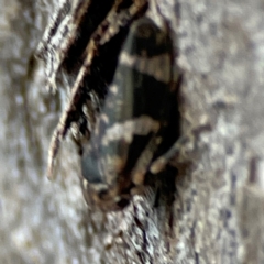 Eurypella tasmaniensis at Banksia Street Wetland Corridor - 30 Jun 2024