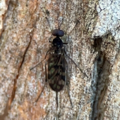 Sylvicola dubius (Wood-gnat) at Banksia Street Wetland Corridor - 30 Jun 2024 by Hejor1