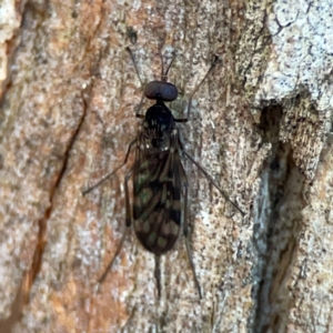 Sylvicola dubius at Banksia Street Wetland Corridor - 30 Jun 2024 04:14 PM