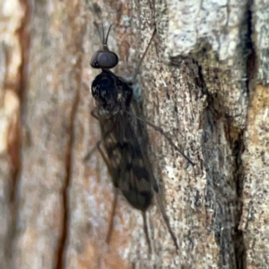 Sylvicola dubius at Banksia Street Wetland Corridor - 30 Jun 2024 04:14 PM