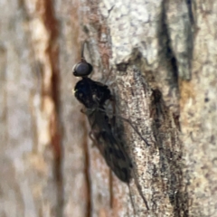 Sylvicola dubius at Banksia Street Wetland Corridor - 30 Jun 2024 04:14 PM