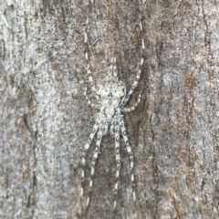 Tamopsis eucalypti (A two-tailed spider) at Banksia Street Wetland Corridor - 30 Jun 2024 by Hejor1