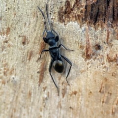 Daerlac nigricans (Ant Mimicking Seedbug) at Banksia Street Wetland Corridor - 30 Jun 2024 by Hejor1