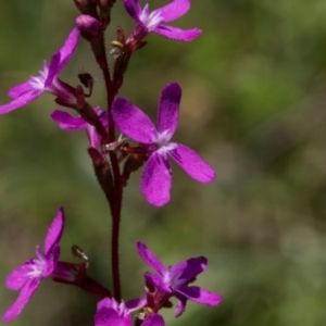 Stylidium sp. at Tantawangalo, NSW - 18 Jan 2024