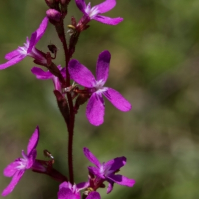 Stylidium (genus) (Trigger Plant) at Tantawangalo, NSW - 18 Jan 2024 by AlisonMilton