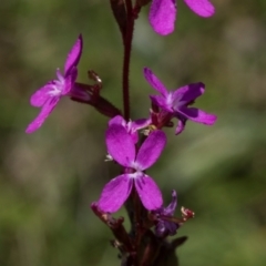 Stylidium sp. at Tantawangalo, NSW - 18 Jan 2024