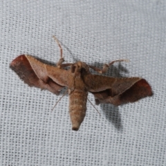 Gauna aegusalis (Pyraline moth) at WendyM's farm at Freshwater Ck. - 22 Dec 2022 by WendyEM