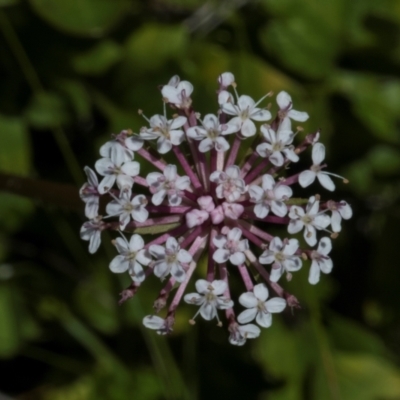 Trachymene humilis subsp. humilis (Alpine Trachymene) at Tantawangalo, NSW - 18 Jan 2024 by AlisonMilton