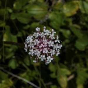 Trachymene humilis subsp. humilis at Tantawangalo, NSW - 18 Jan 2024