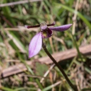 Eriochilus magenteus at Tantawangalo, NSW - suppressed