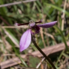 Eriochilus magenteus at Tantawangalo, NSW - 18 Jan 2024