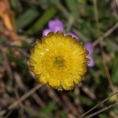 Coronidium sp. at Glen Allen, NSW - 18 Jan 2024 by AlisonMilton