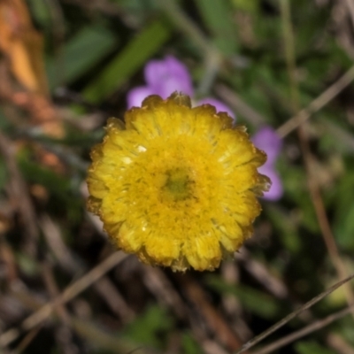 Coronidium sp. at Glen Allen, NSW - 18 Jan 2024 by AlisonMilton